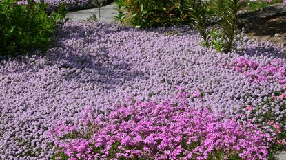Pink creeping thyme
