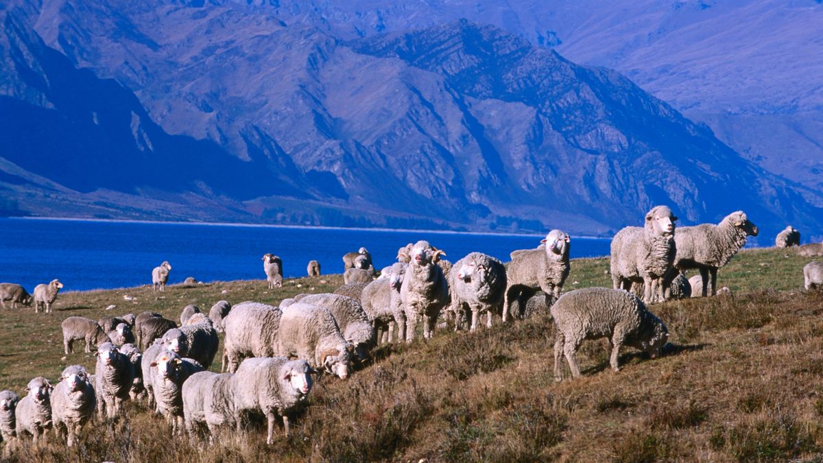 Merino sheep