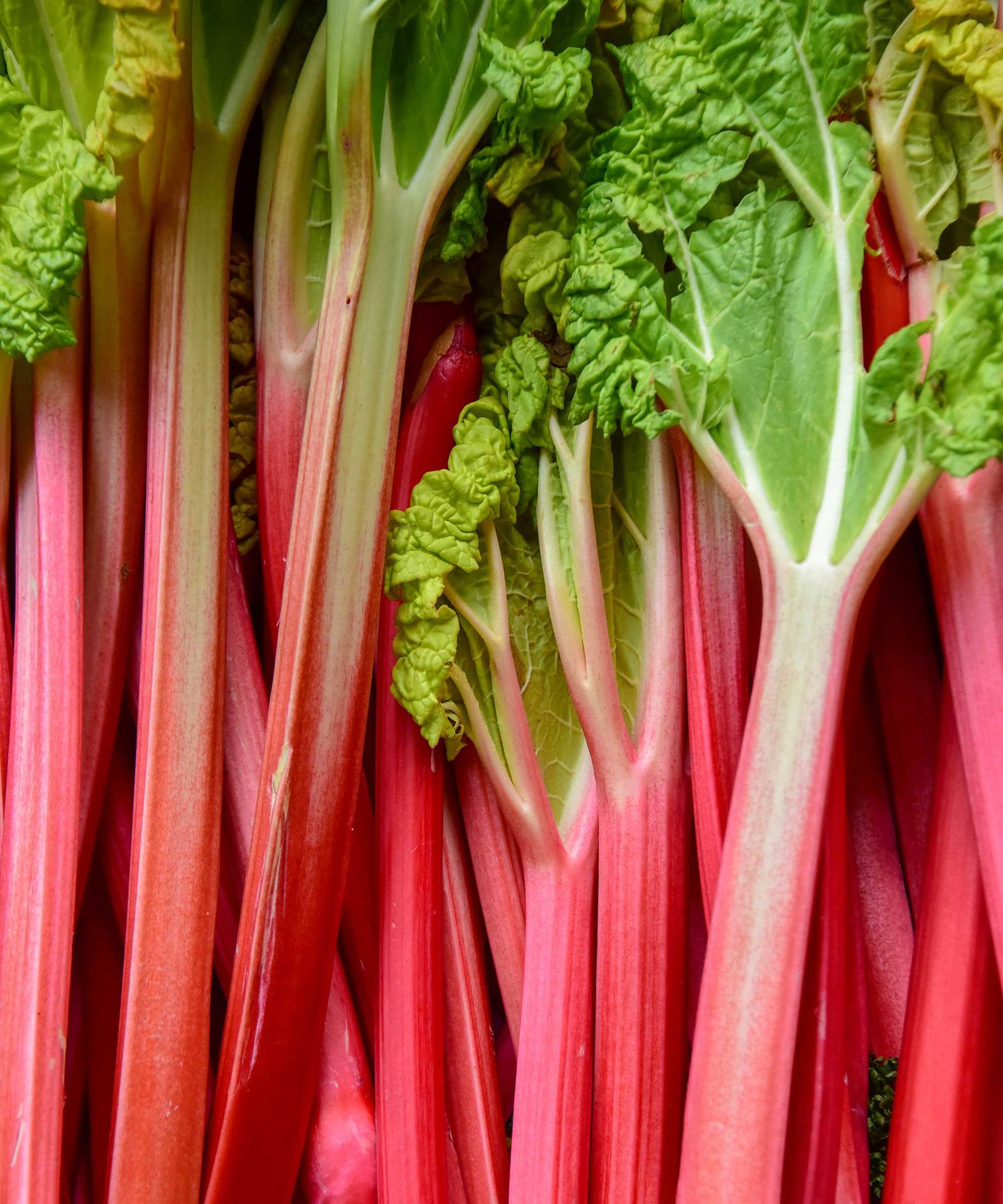 Rhubarb growing problems: 5 common issues to avoid | Gardeningetc