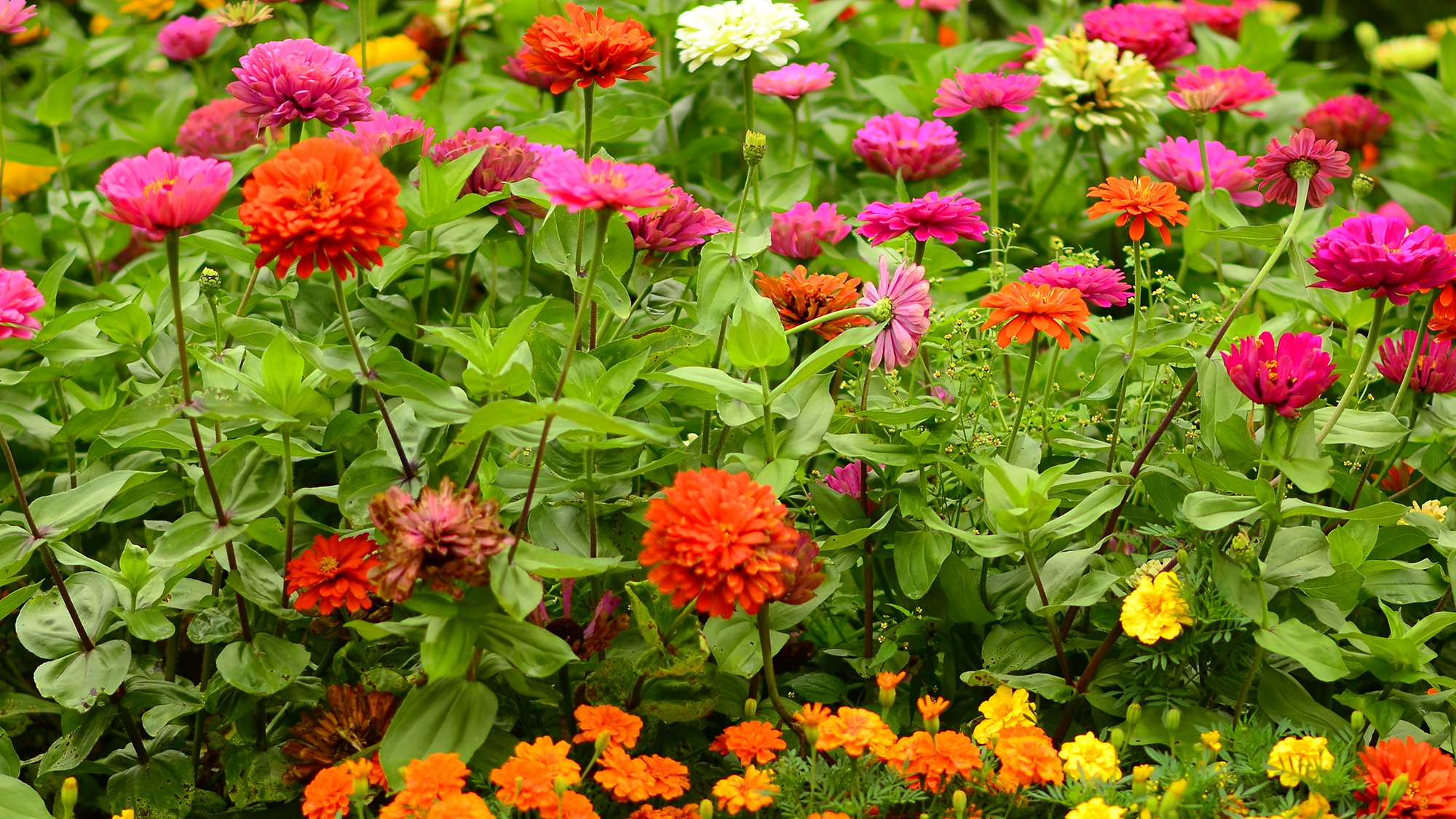 Marigolds and zinnias