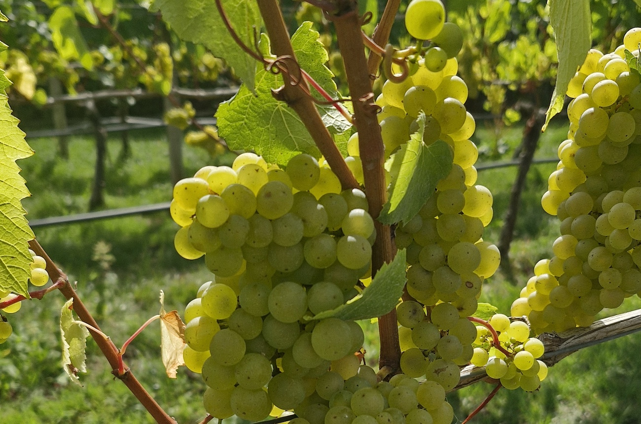 Chardonnay grapes at Woodchester Valley Vineyard