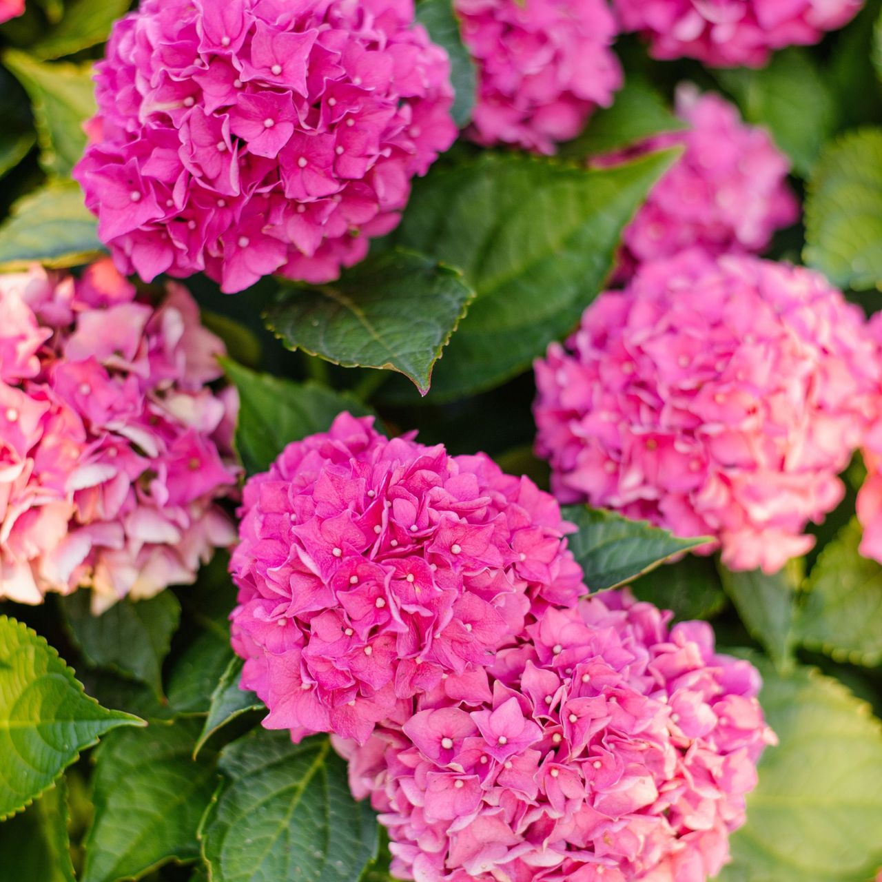 pink hydrangeas