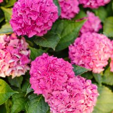 pink hydrangeas