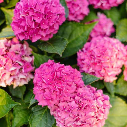 pink hydrangeas