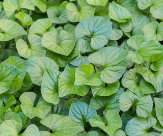 Wild ginger leaves