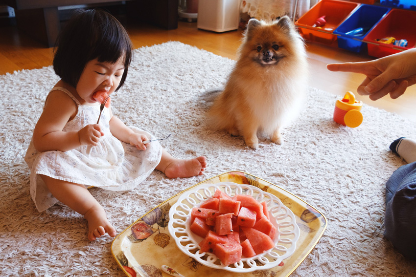 A girl eating watermelon with a dog watching her