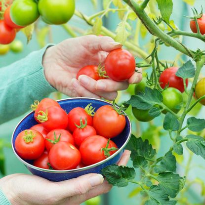 Gardener picks ripe tomatoes from the vine