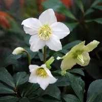 Helleborus niger Christmas rose at Crocus