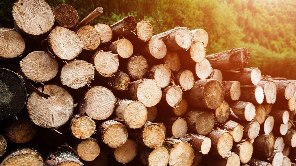 7 Top Lumber Stocks to Play Timber Mania Kiplinger