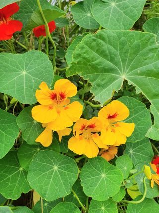 best plants for beginners: nasturtiums in yellow and orange