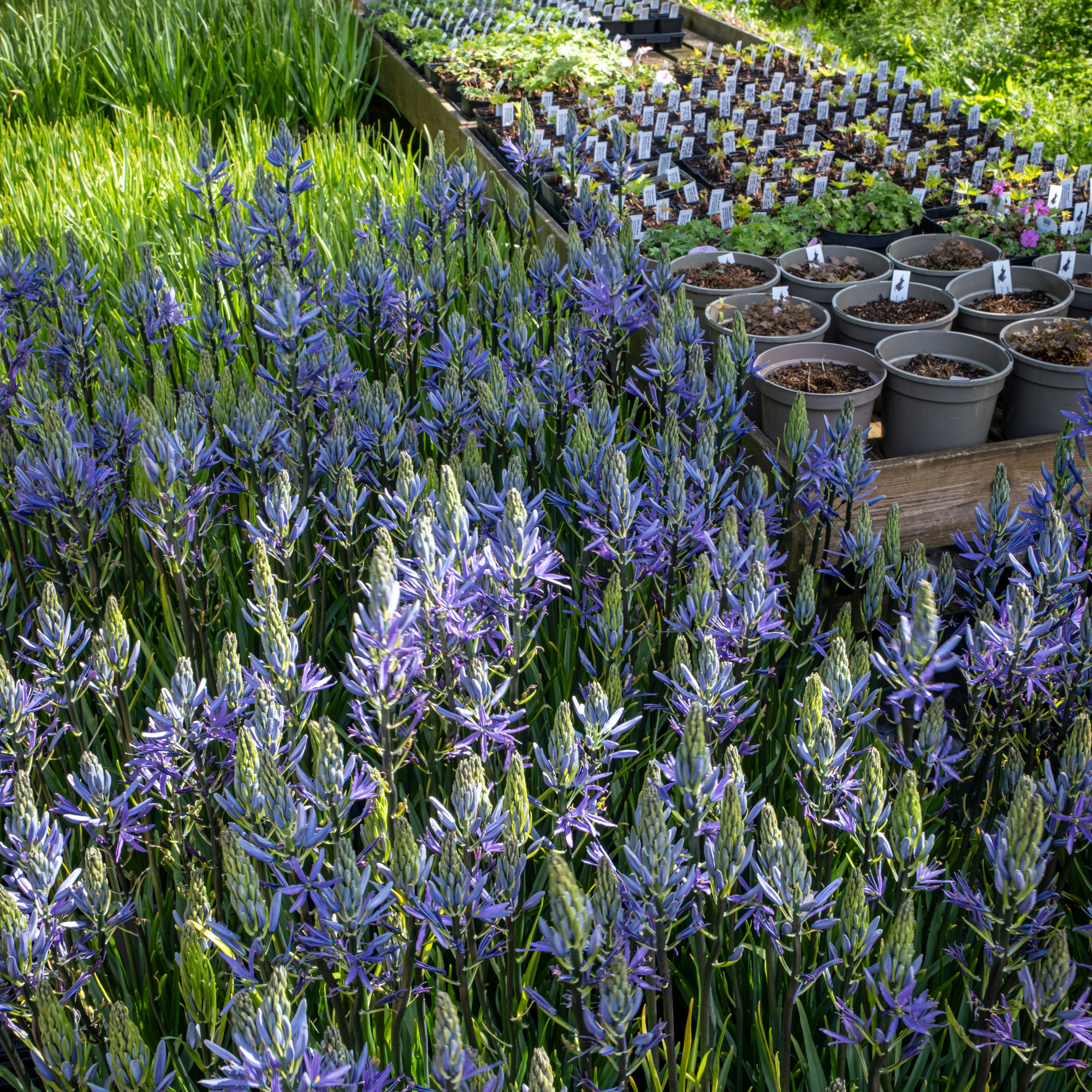 Camassia growing in a plant nursery