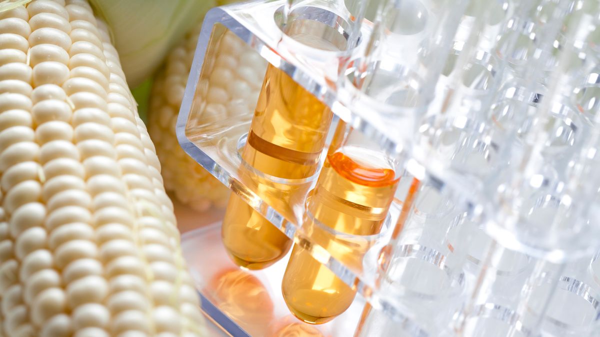 high fructose corn syrup in a lab