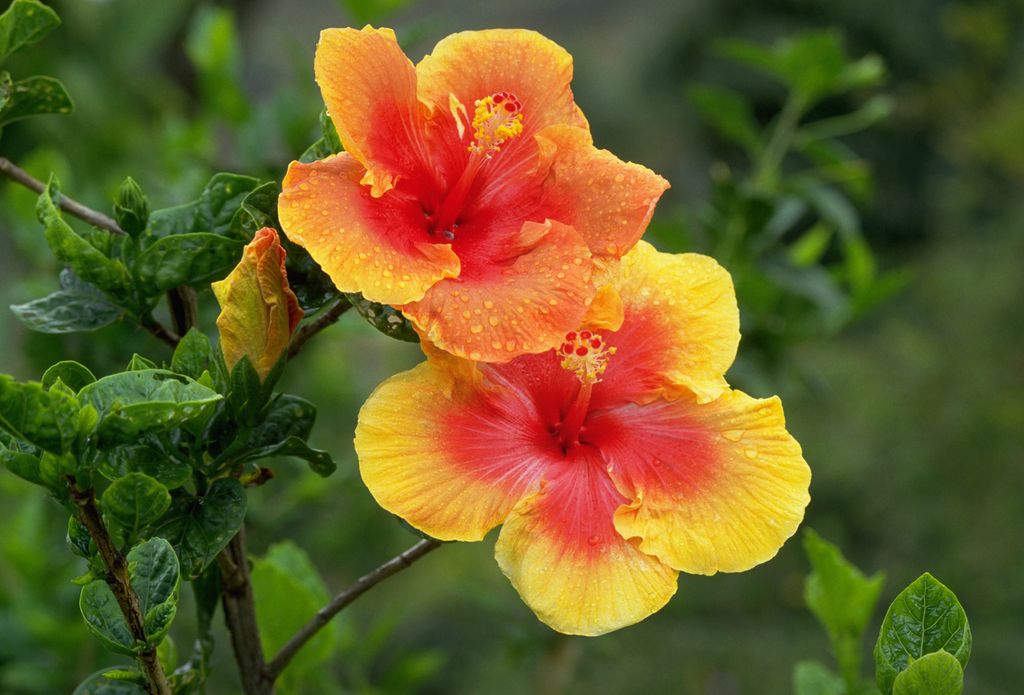 how-to-winterize-hibiscus-homes-gardens