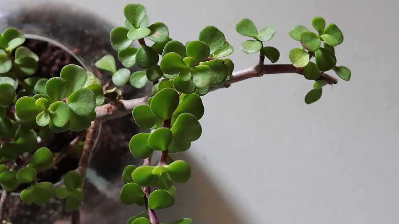 A close-up of a jade plant