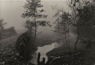 Woods near my house, Somerset, c1991. Image: Don McCullin