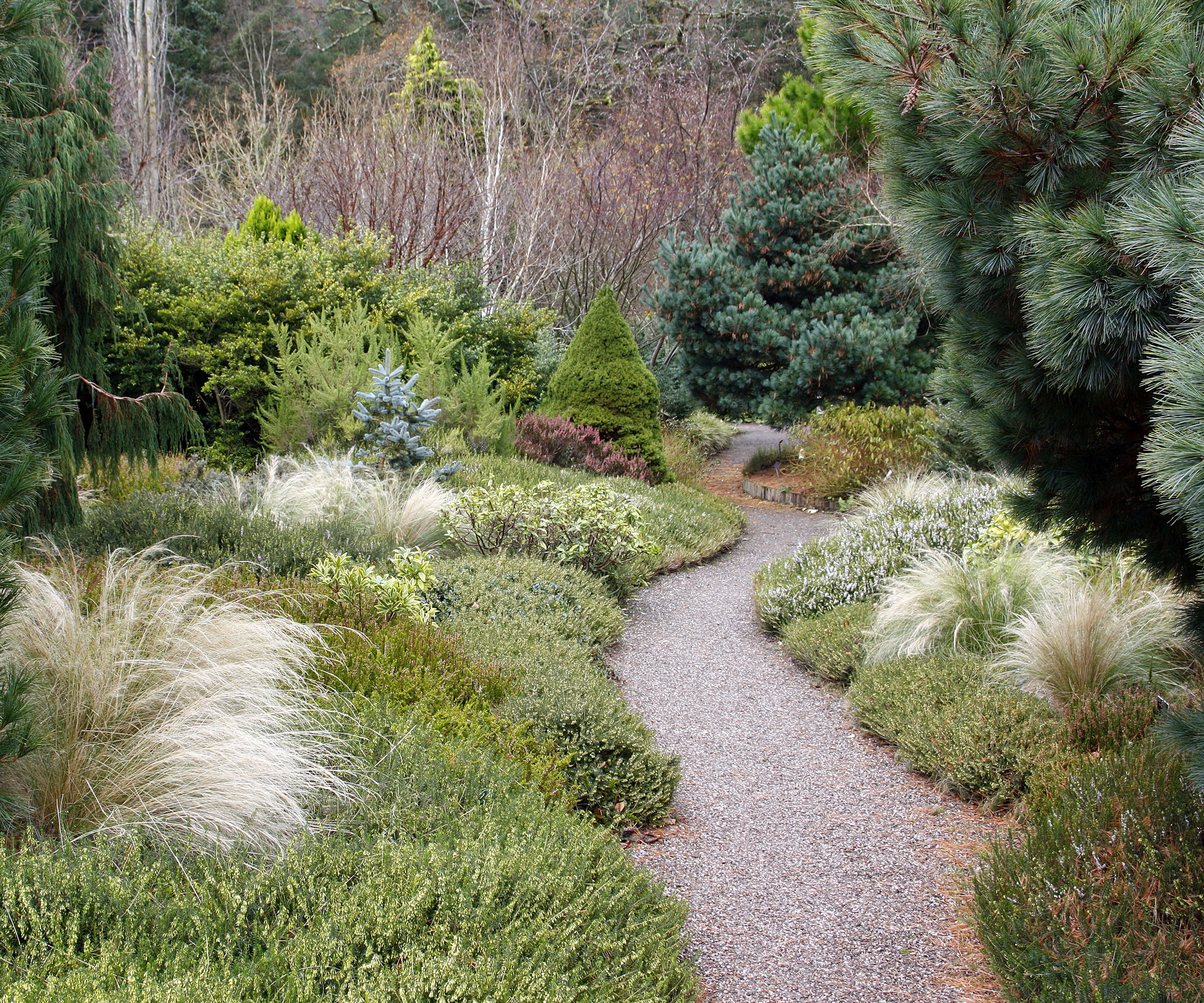 winter garden with ornamental grasses, evergreen shrubs and trees, and a winding gravel path