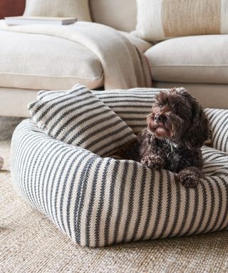 striped dog bed with small brown curly haired dog in it, jute rug and cream couch in background