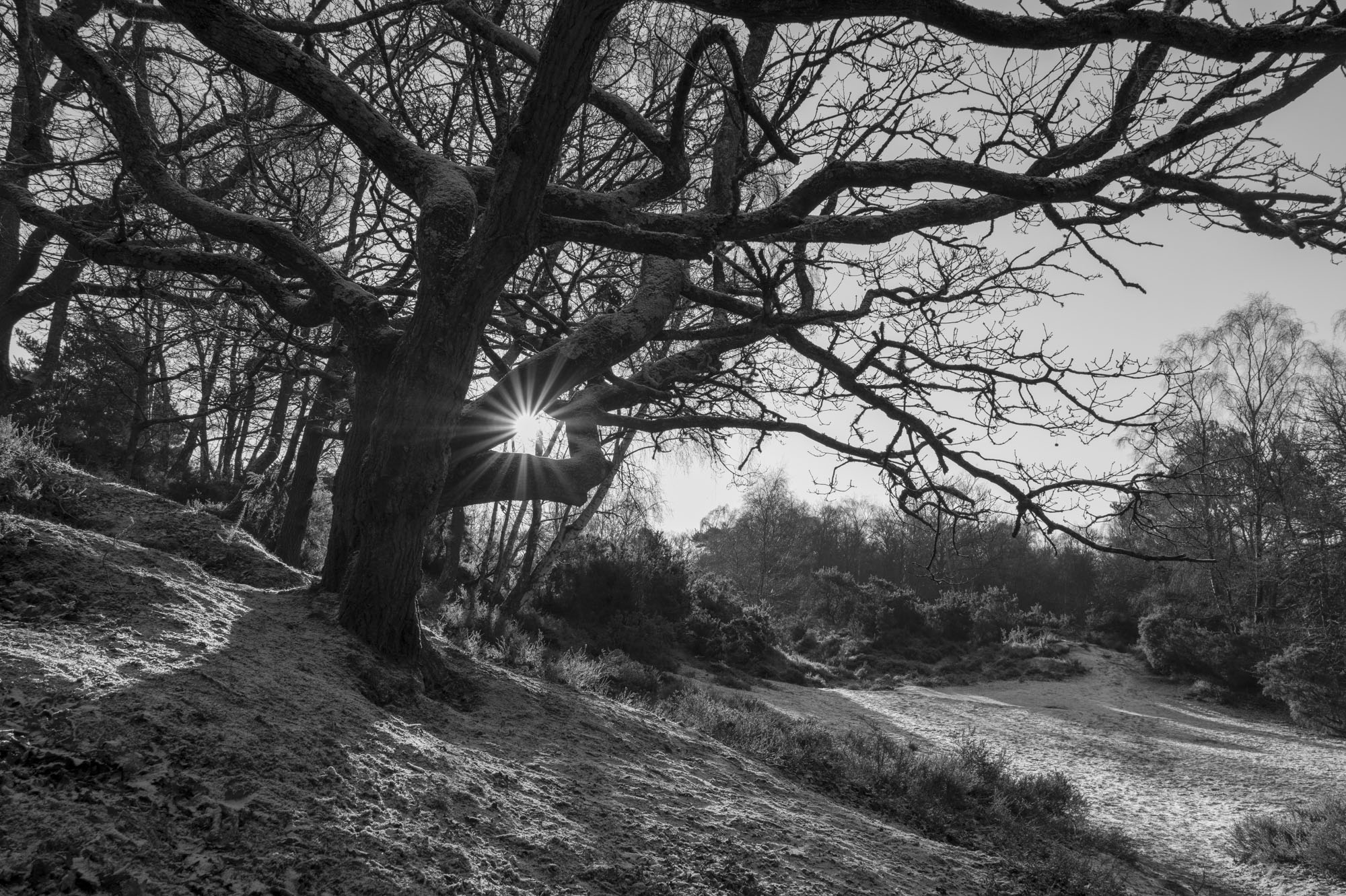 Leica Q3 Monochrom sample gallery: gnarled trees in a common, sunstars