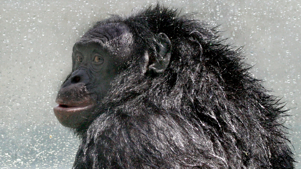 The bonobo Kanzi, who learned to make stone tools, play Minecraft and communicate at the level of a 2-year-old human, has died. Kanzi, a male bonobo w