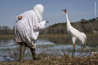 A person mimicking a bird