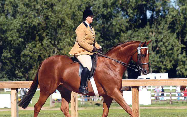 winter-vet-feature-image