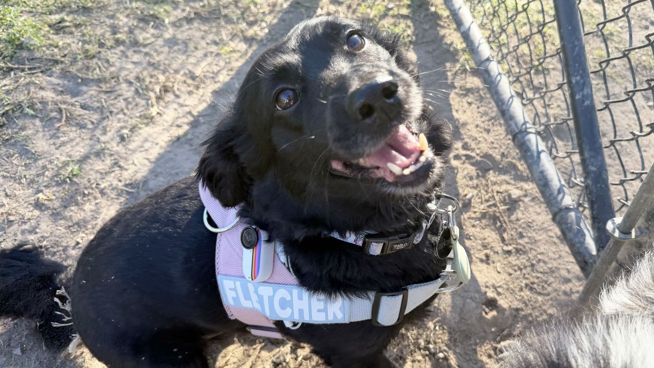 Insta360 lifestyle images featuring a dog