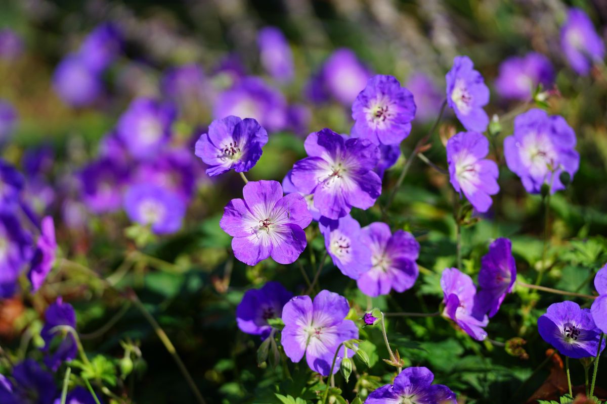 Sigma 50-120mm f/2.8 DC OS | C sample image