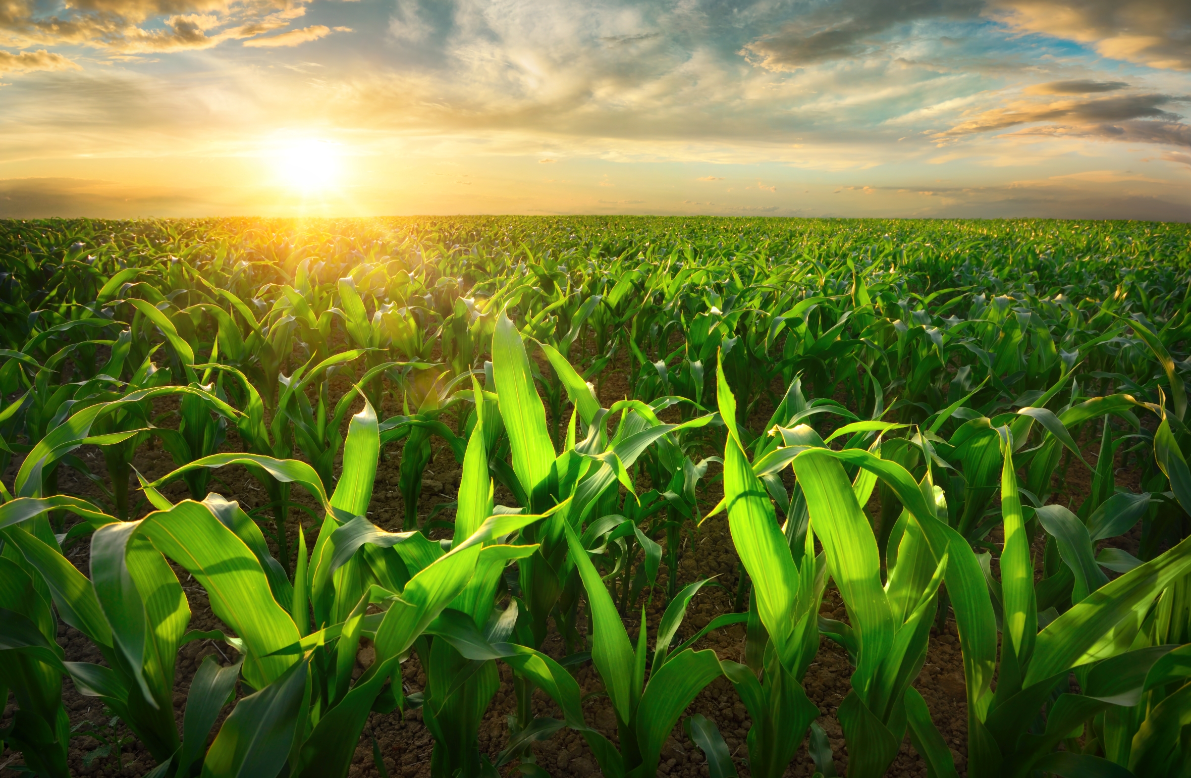 Sunlit young corn plants on an open field at sunset