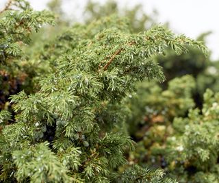 A branch and foliage of green juniper up close