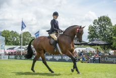 A beautifully turned out horse and rider knows how to win an intermediate showing class