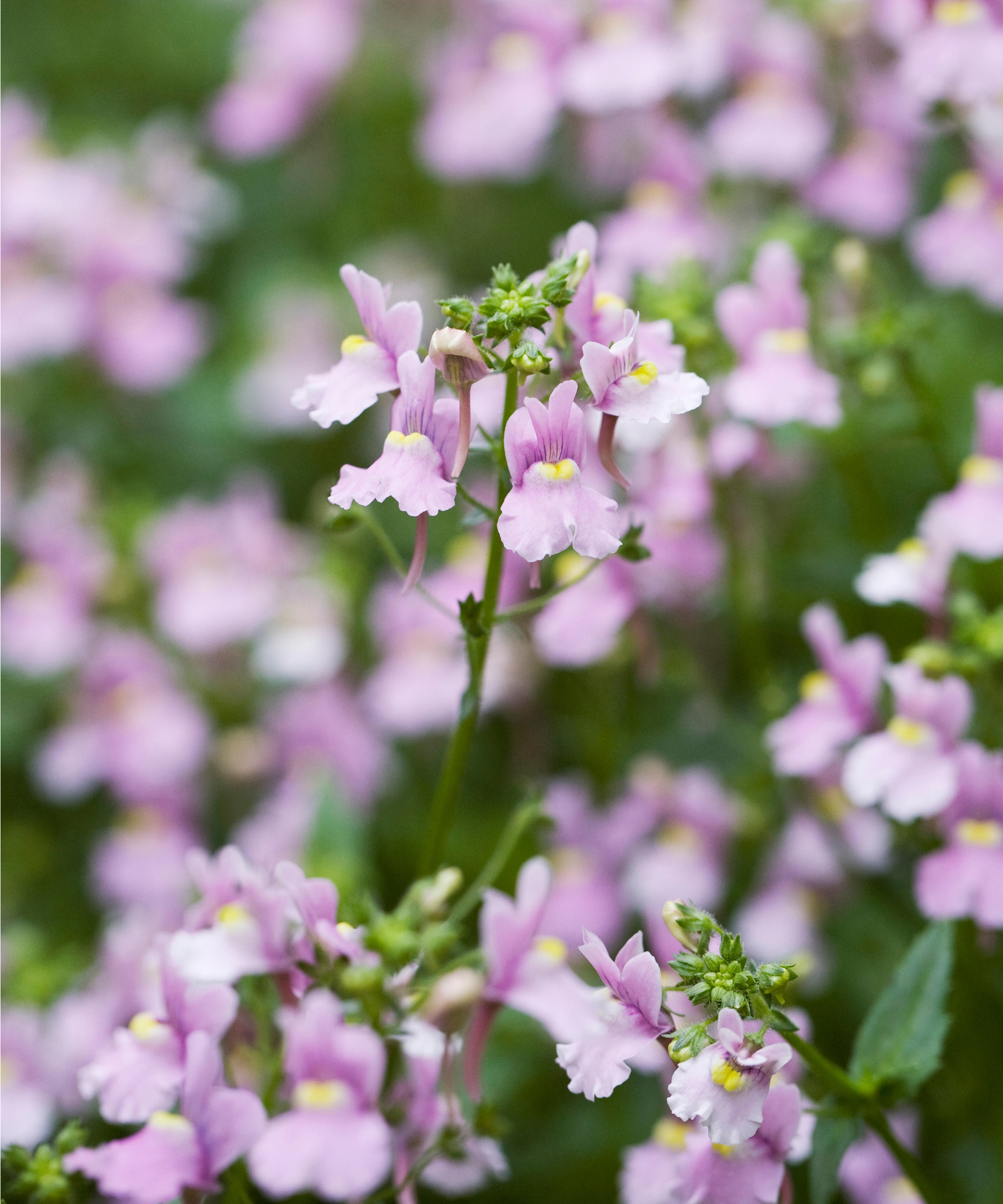 Nemesia