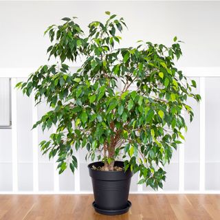 Weeping fig houseplant in black pot next to white landing railing