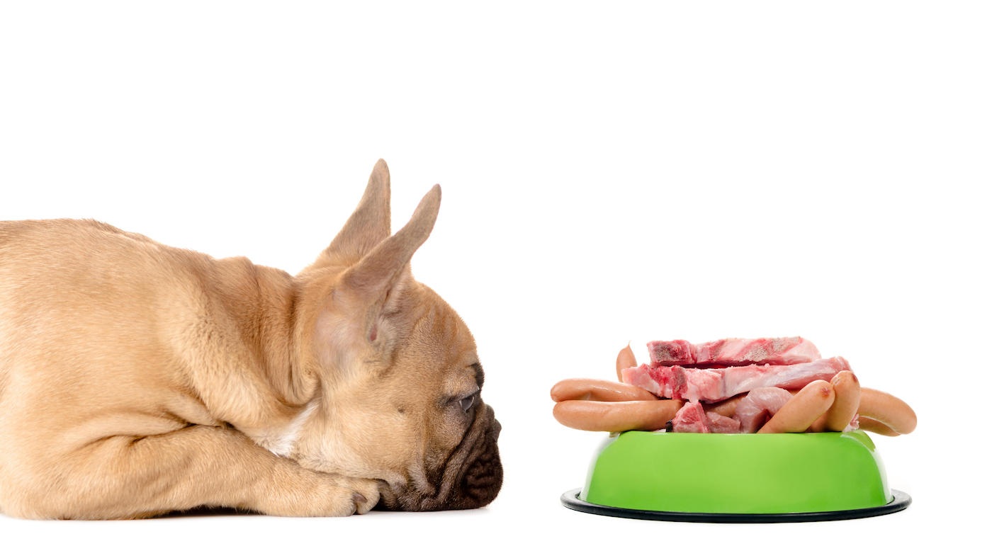 How to fatten dog up