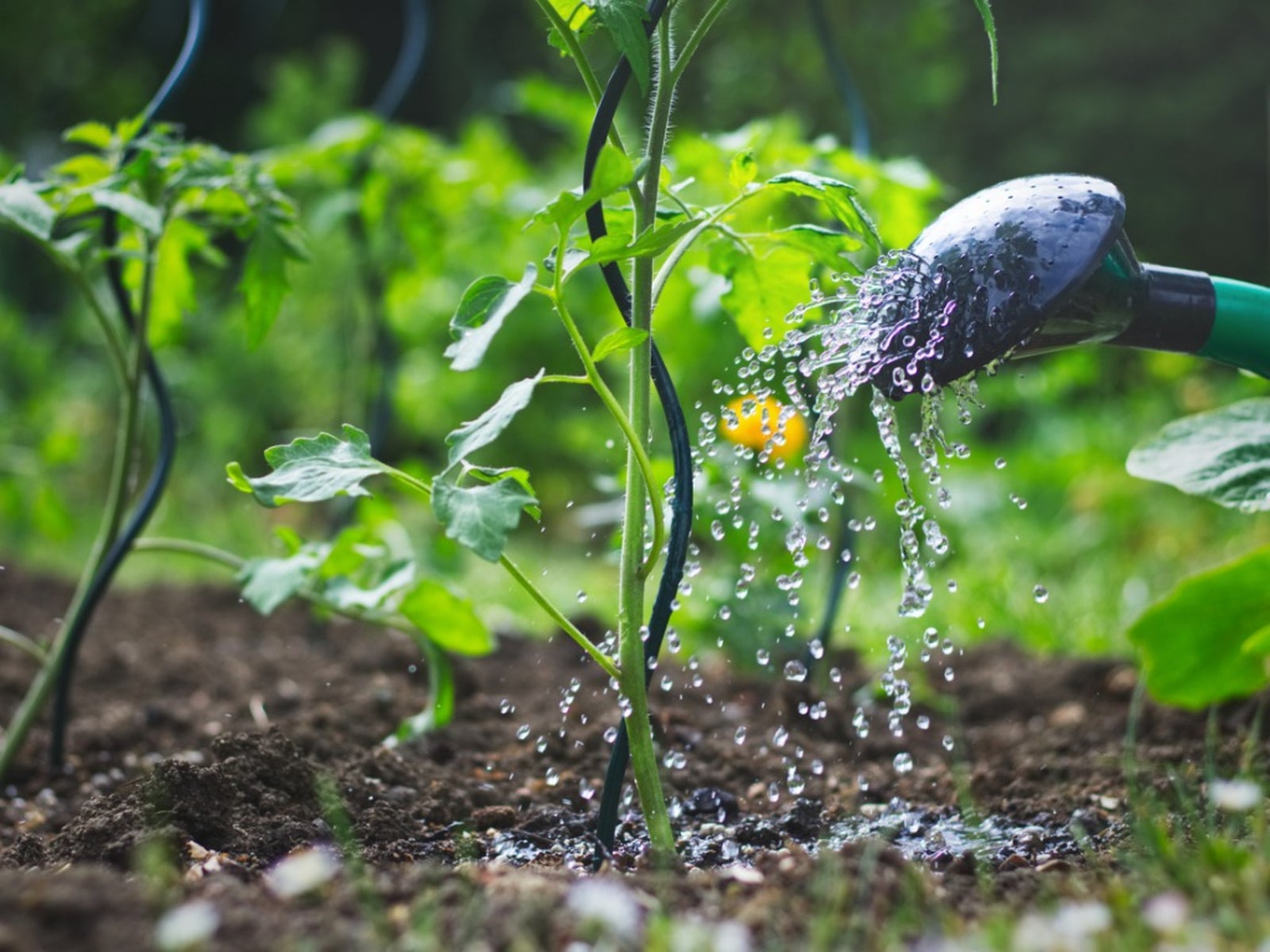 Water Vegetable Garden