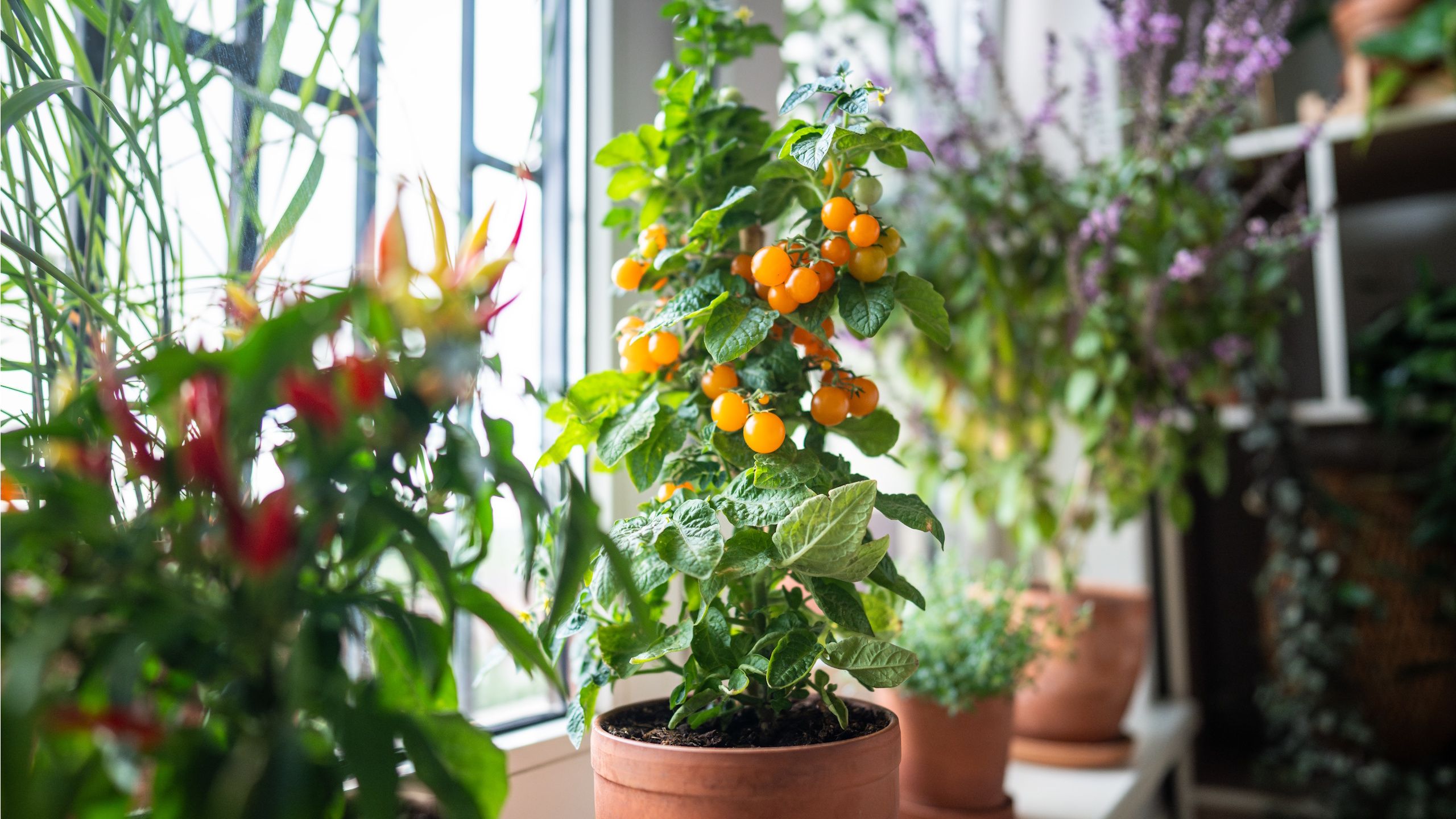 This Amazon Vertical Planter Has Everything You Need to Grow Vegetables in an Apartment: It’s Self-Watering and Even Has Wheels