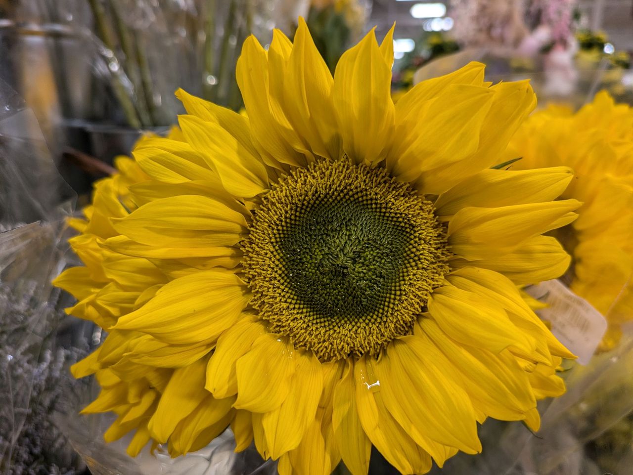 Google Pixel 8a macro sample.