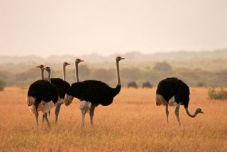 The largest and heaviest living bird, the ostrich is flightless and instead is built for running. With its powerful legs, the ostrich can sprint in short bursts up to 43 mph (70 kph), and can maintain a steady speed of 31 mph (50 kph).
