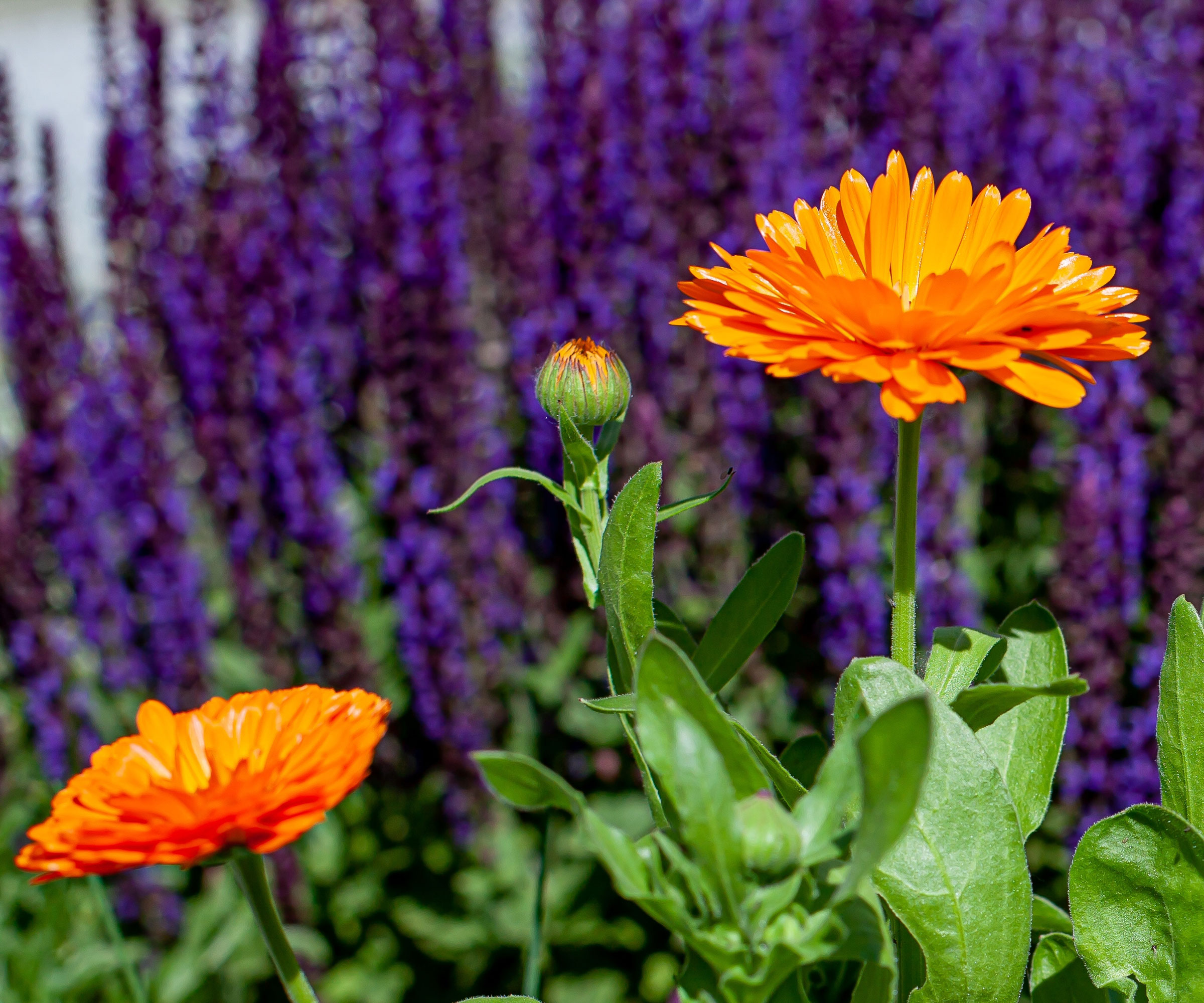orange calendula and purple salvia in garden border