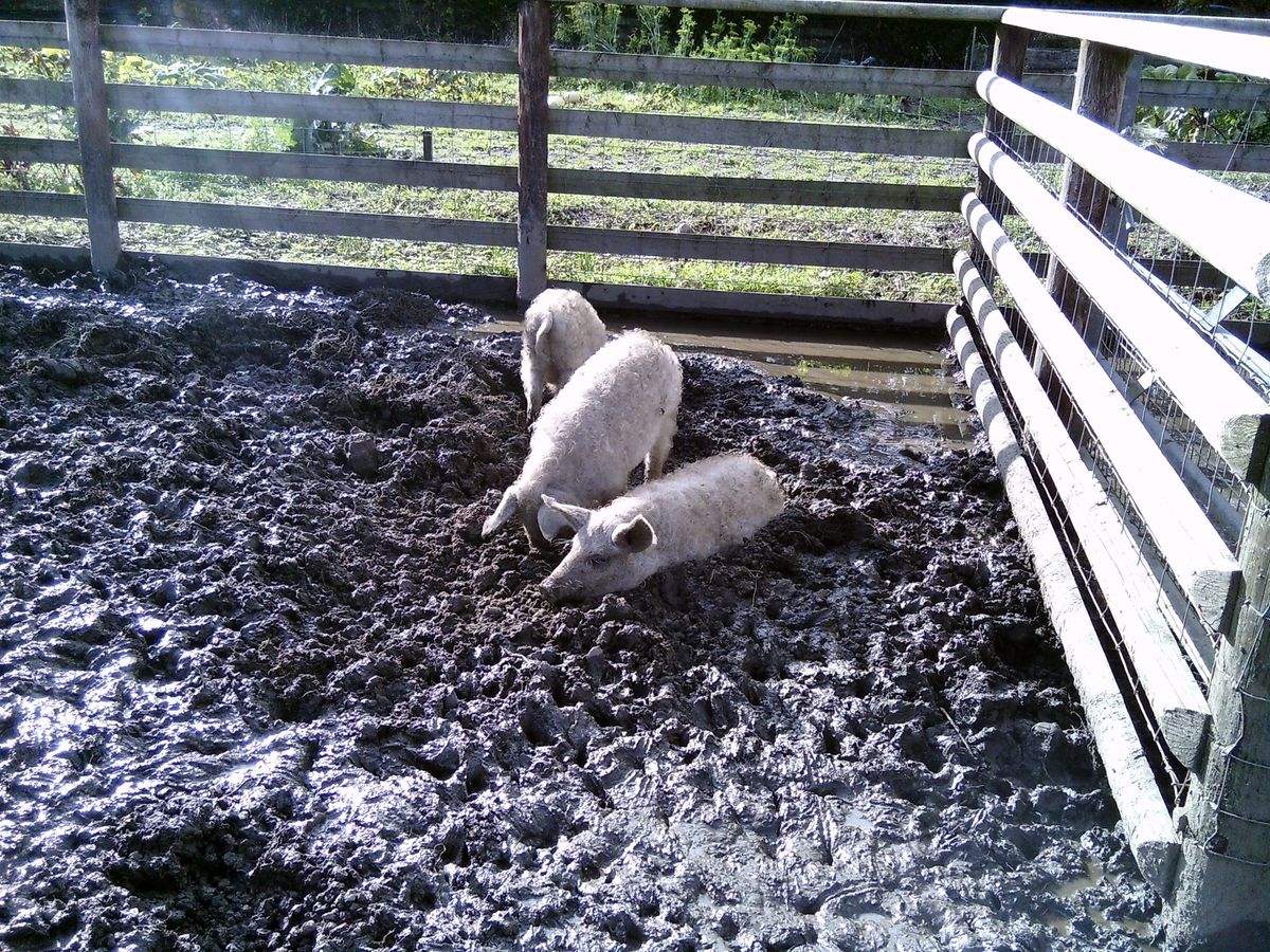 sample images from the my first camera 3 kids camera taken at a farm