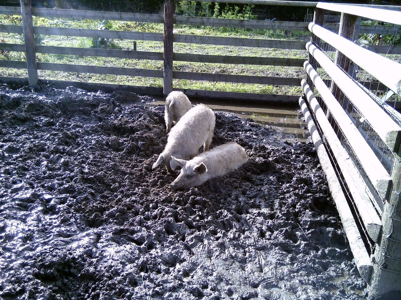 sample images from the my first camera 3 kids camera taken at a farm