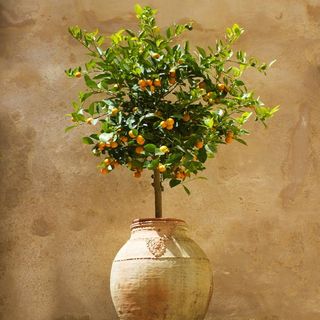 Calamondin Orange Tree