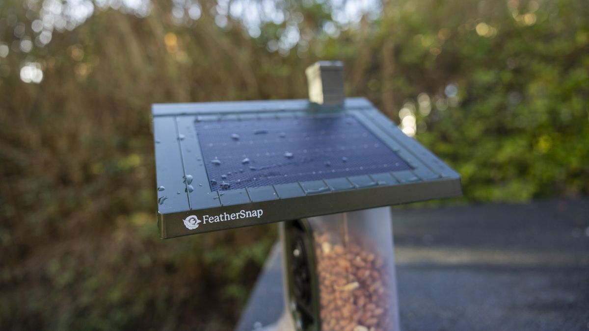 The FeatherSnap Scout bird feeder on a shed in a garden at sunrise