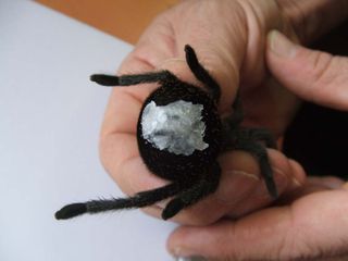 When researchers sealed the tarantula's silk-spinning abdominal organs (the spinnerets) with paraffin, they didn't see any silk residues left on the glass where the spiders were placed.
