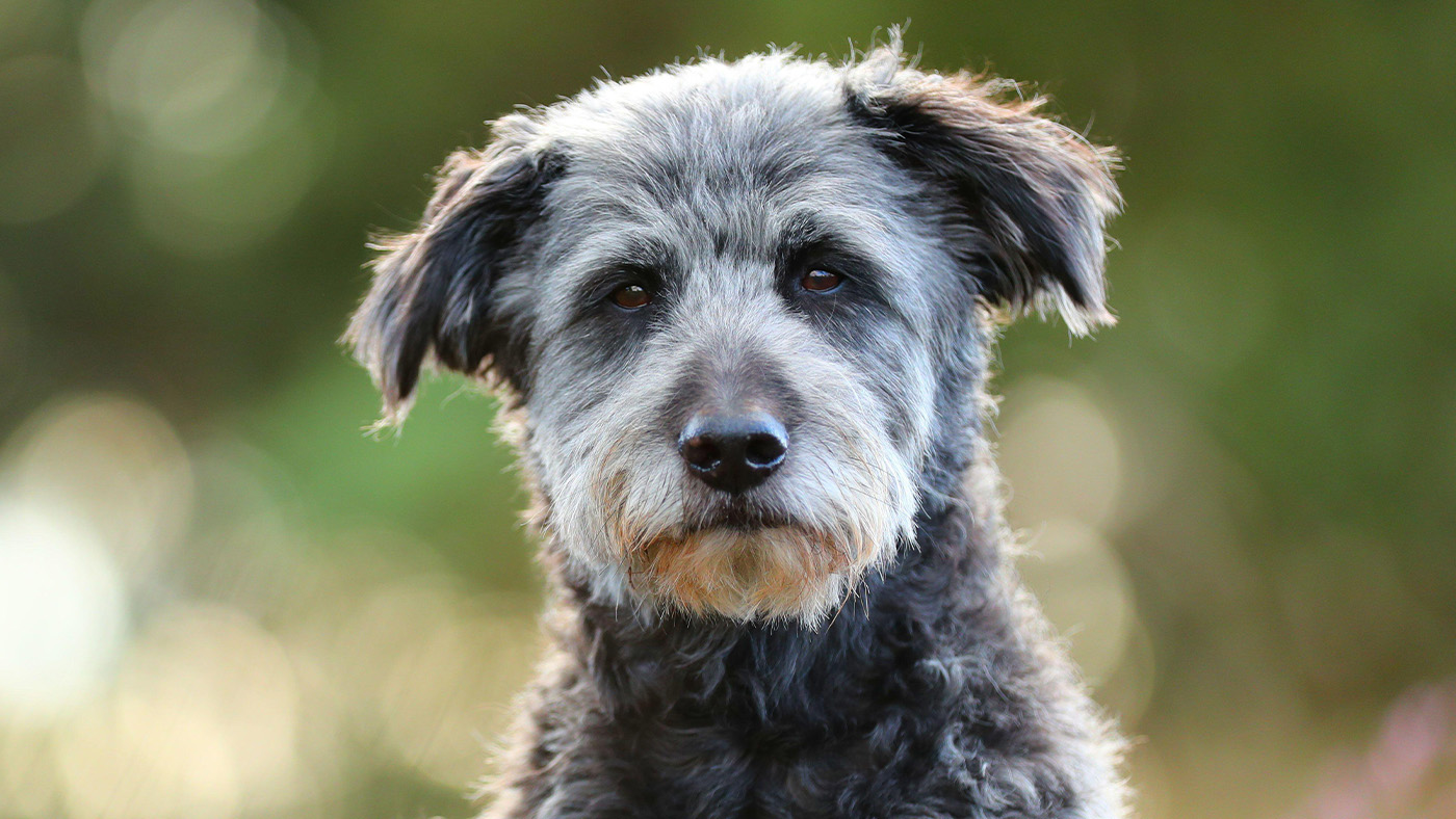 Aussiedoodle portrait