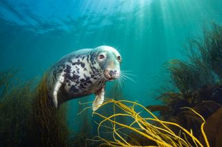 Underwater Photographer of the Year 2025