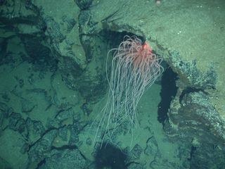 Anemone at Antarctic deep-sea vent.
