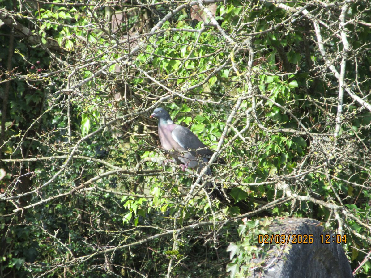 A photo taken on a Canon PowerShot Elph 360 HS A / IXUS 285 HS A compact camera