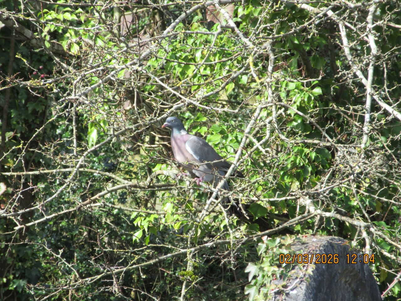 A photo taken on a Canon PowerShot Elph 360 HS A / IXUS 285 HS A compact camera