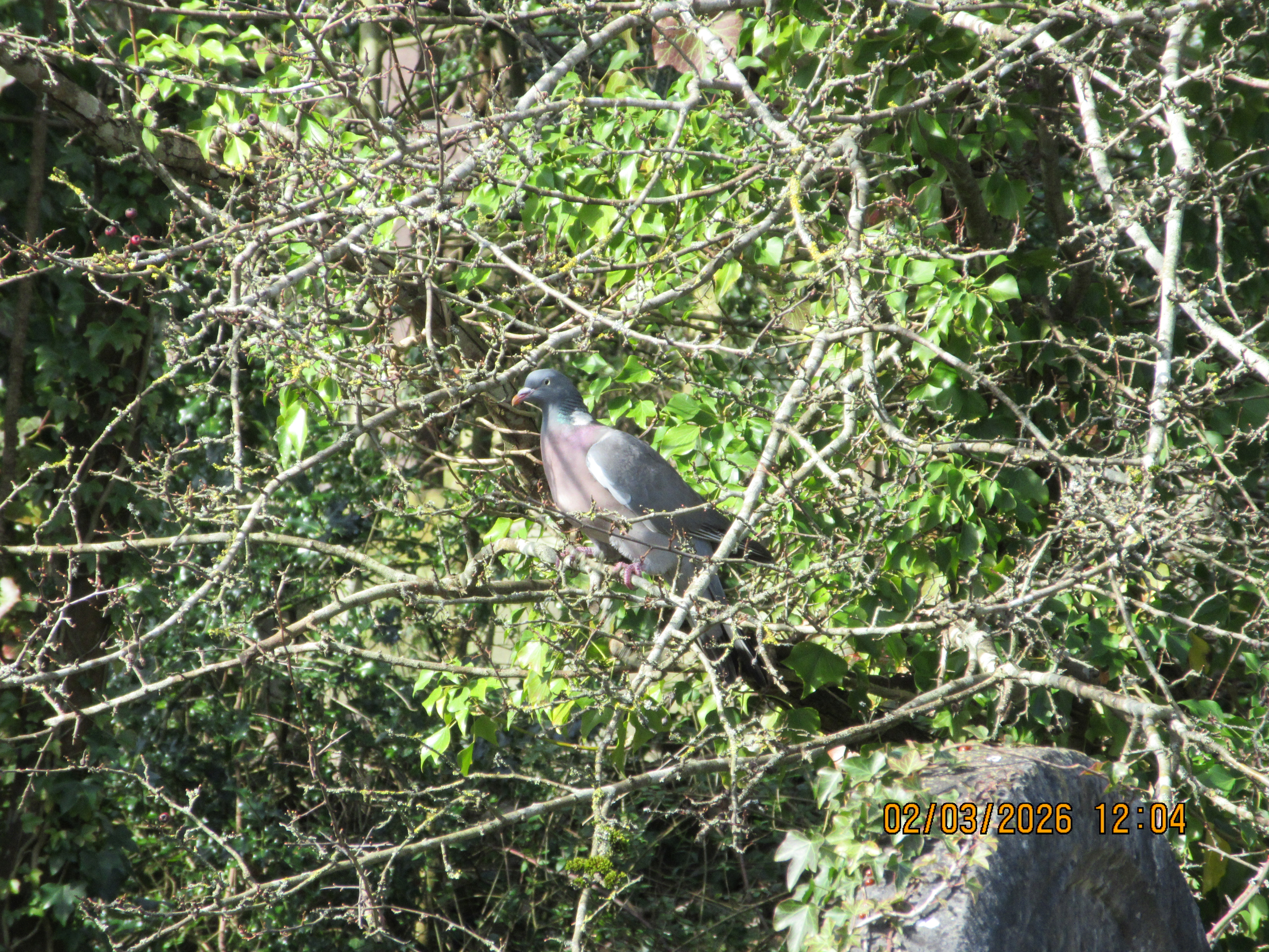 A photo taken on a Canon PowerShot Elph 360 HS A / IXUS 285 HS A compact camera