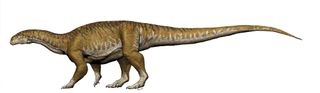 Ingentia prima was big — up to 32 feet (10 meters) long — but not nearly as large as the massive titanosaurs that lived millions of years after it. For instance, the titanosaur Patagotitan mayorum reached lengths of 122 feet (37 m) long.